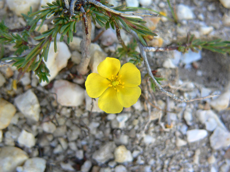 Fumana thymifolia / Fumana a foglie di Timo